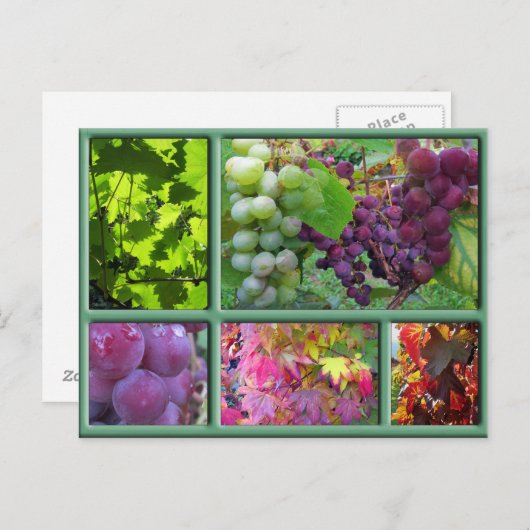 Autumn Grape Harvest Collage Briefkaart (Voorkant / Achterkant)