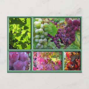 Autumn Grape Harvest Collage Briefkaart