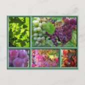 Autumn Grape Harvest Collage Briefkaart (Voorkant)