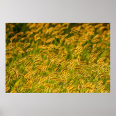 Autumn Grass Poster (Voorkant)
