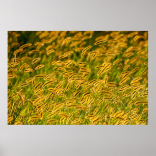 Autumn Grass Poster