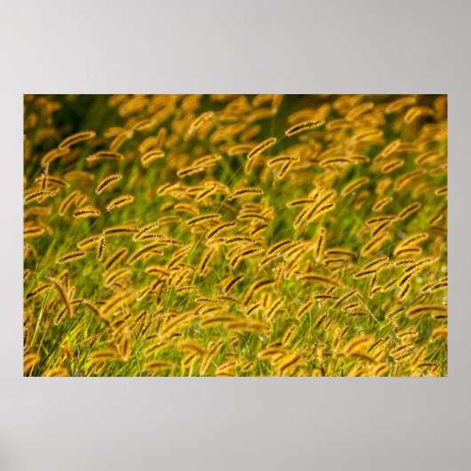 Autumn Grass Poster (Voorkant)