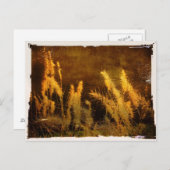 Autumn Grasses Briefkaart (Voorkant / Achterkant)