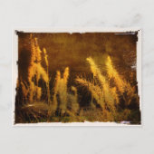 Autumn Grasses Briefkaart (Voorkant)
