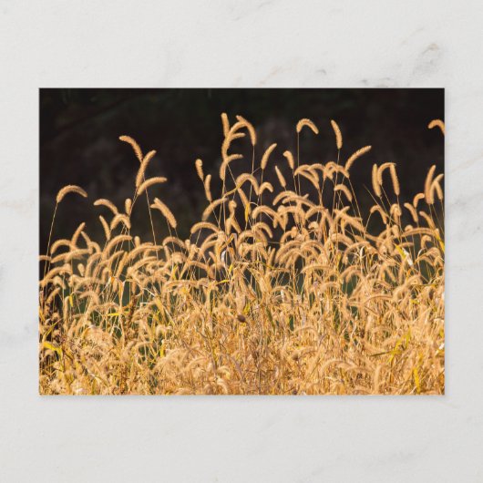 Autumn Grasses Briefkaart (Voorkant)
