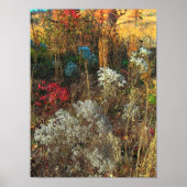 Autumn Grasses Poster (Voorkant)