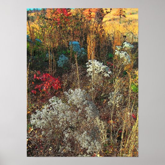 Autumn Grasses Poster (Voorkant)
