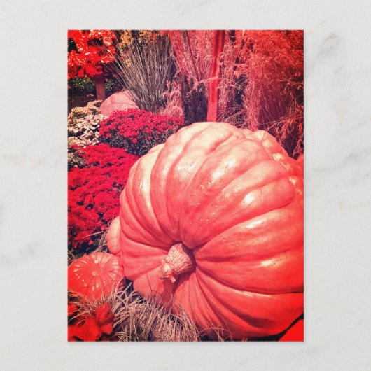 Autumn Harvest Postcard Briefkaart (Voorkant)