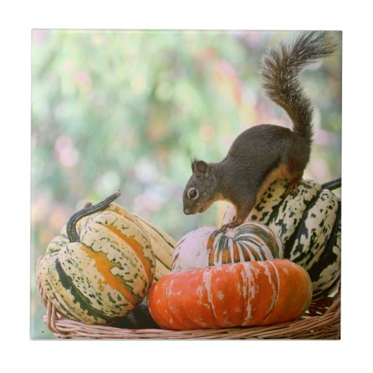 Autumn Harvest Squirrel Tegeltje (Voorkant)