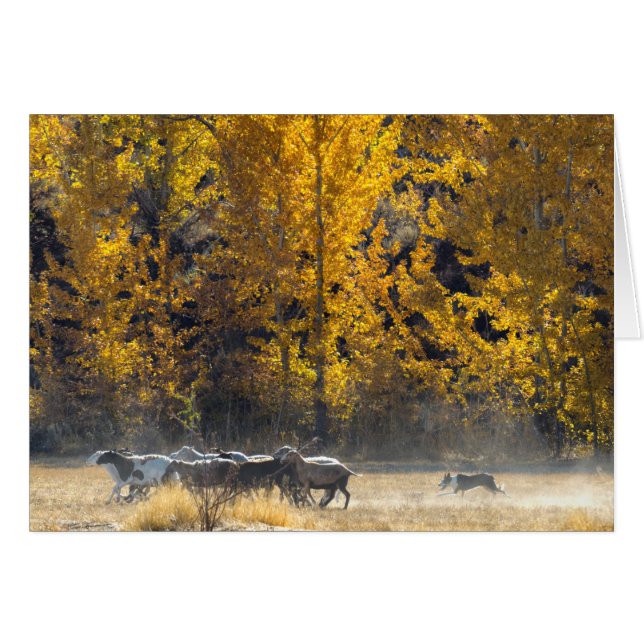 Autumn Herding (Voorkant Horizontaal)