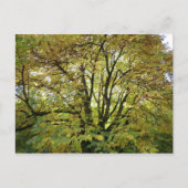 Autumn Horse Chestnut Tree Briefkaart (Voorkant)