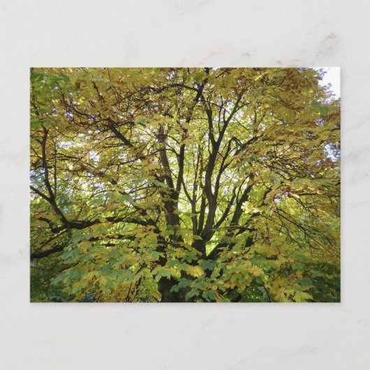 Autumn Horse Chestnut Tree Briefkaart (Voorkant)