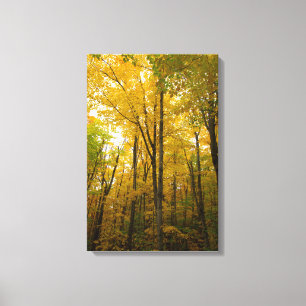 Autumn kleur, Michigan Canvas Afdruk