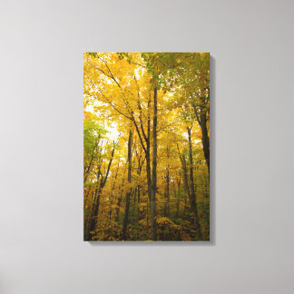 Autumn kleur, Michigan Canvas Afdruk