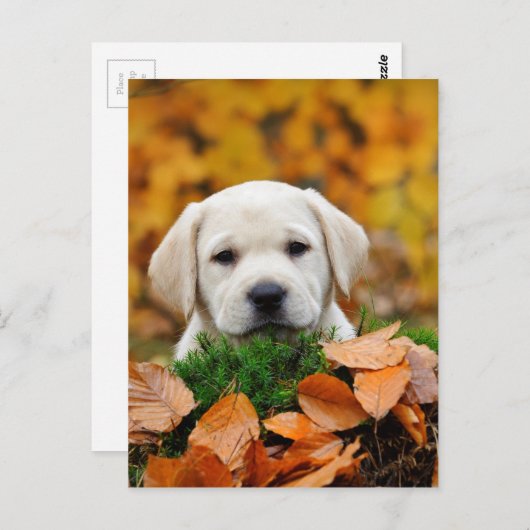 Autumn Labrador Briefkaart (Voorkant / Achterkant)