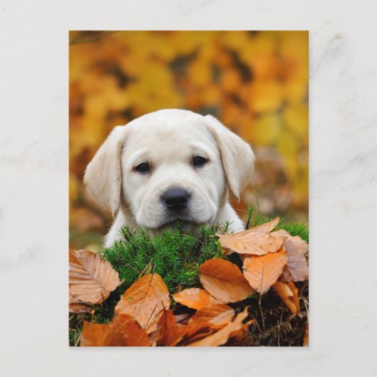 Autumn Labrador Briefkaart (Voorkant)
