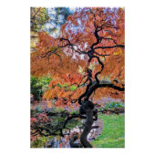 Autumn Laceleaf Japanese Maple Tree Botanical Perfect Poster (Voorkant)