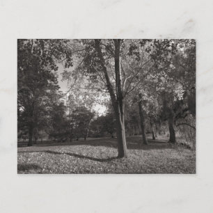 Autumn Landscape Bute Park Cardiff Briefkaart