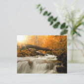 Autumn landschap met bomen, rivier en zon briefkaart (Staand voorkant)