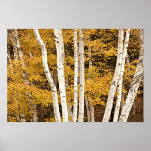 Autumn landschap, Vermont, Verenigde Staten Poster