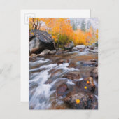 Autumn langs bisschop Creek, CA Briefkaart (Voorkant / Achterkant)