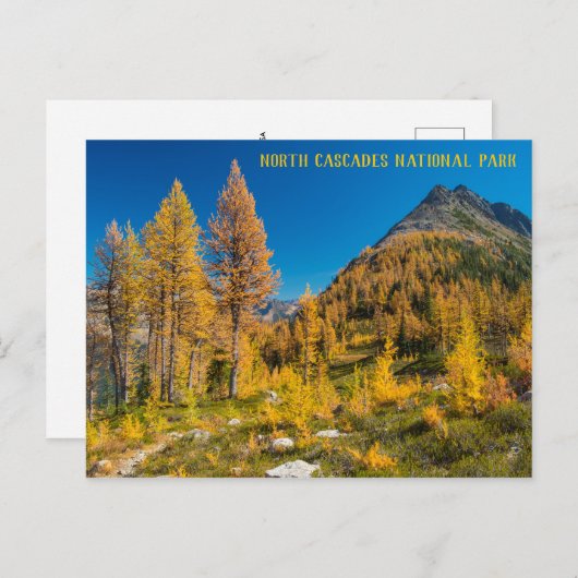 Autumn Larches bij Easy Pass Washington Briefkaart (Voorkant / Achterkant)