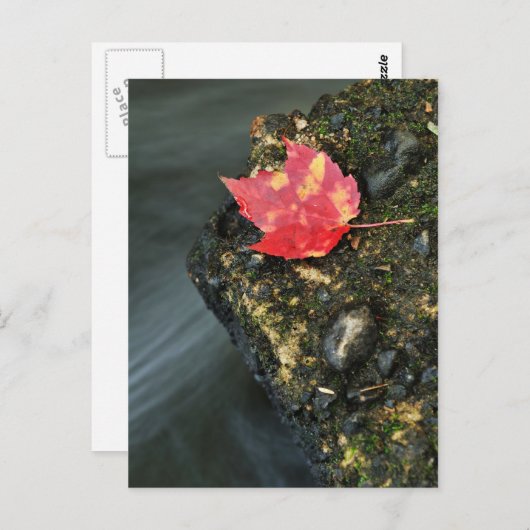 Autumn Leaf Briefkaart (Voorkant / Achterkant)