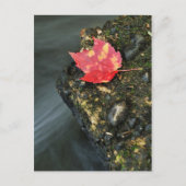 Autumn Leaf Briefkaart (Voorkant)