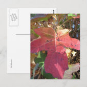 Autumn Leaf Briefkaart (Voorkant / Achterkant)