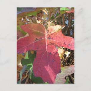 Autumn Leaf Briefkaart