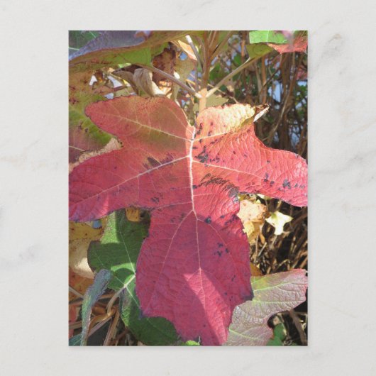 Autumn Leaf Briefkaart (Voorkant)
