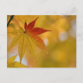 Autumn Leaf Briefkaart (Voorkant)