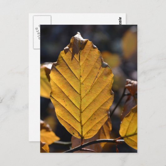 Autumn Leaf Briefkaart (Voorkant / Achterkant)