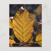 Autumn Leaf Briefkaart (Voorkant)