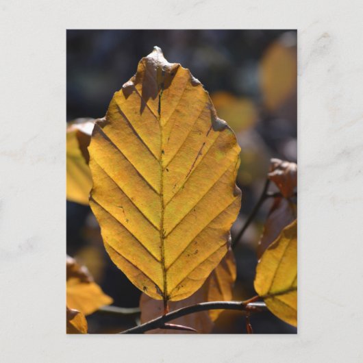 Autumn Leaf Briefkaart (Voorkant)
