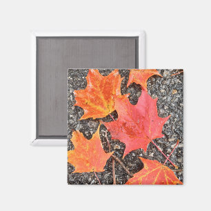 Autumn Leaf Collage Magneet