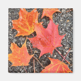 Autumn Leaf Collage Magneet