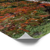 Autumn Leaf Color Photographic Poster (Hoek)