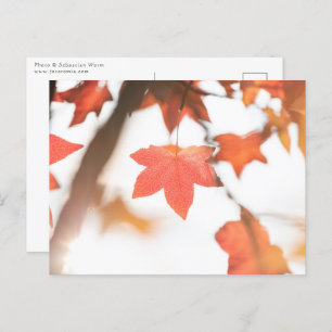 Autumn Leaf Natuur Briefkaart