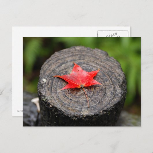 Autumn Leaf on Log Briefkaart (Voorkant / Achterkant)