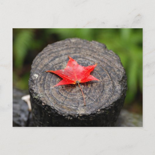 Autumn Leaf on Log Briefkaart (Voorkant)
