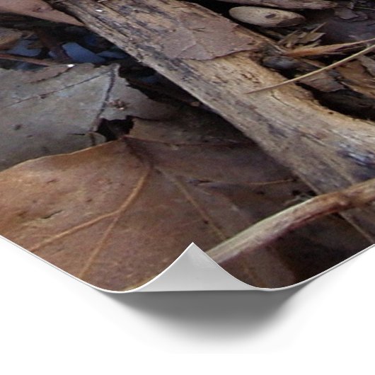 Autumn Leaf Poster Print (Hoek)