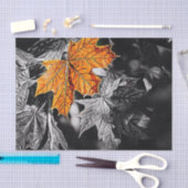Autumn Leaf Tissuepapier (Craft)