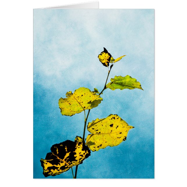 Autumn Leaves (Voorkant)