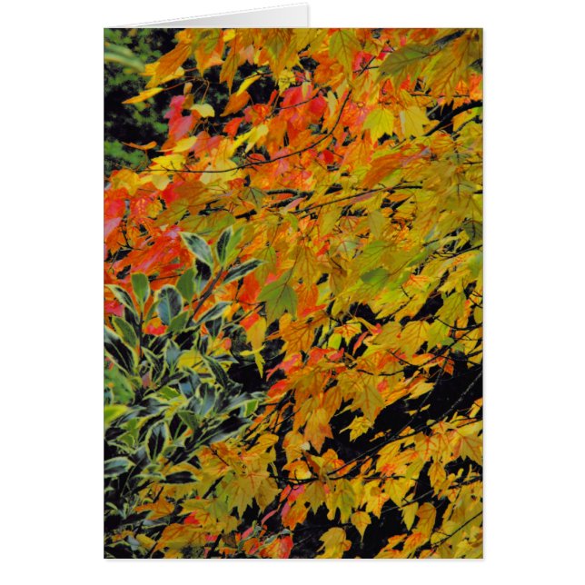 Autumn Leaves (Voorkant)