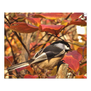 Autumn Leaves Black White Chickadee Bird Foto Afdruk