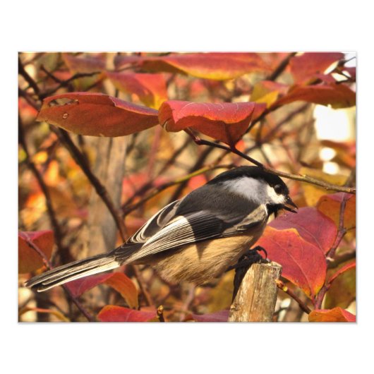 Autumn Leaves Black White Chickadee Bird Foto Afdruk (Voorkant)