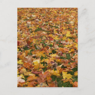 Autumn Leaves Briefkaart