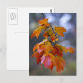 Autumn Leaves Briefkaart (Voorkant / Achterkant)
