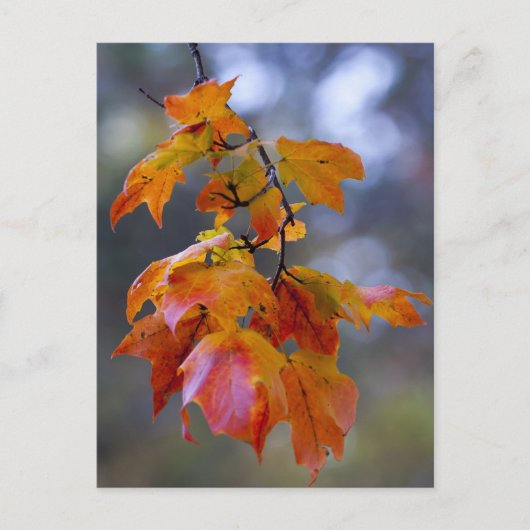 Autumn Leaves Briefkaart (Voorkant)